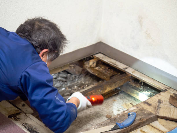 Best Mold Damage Repair  in Steger, IL