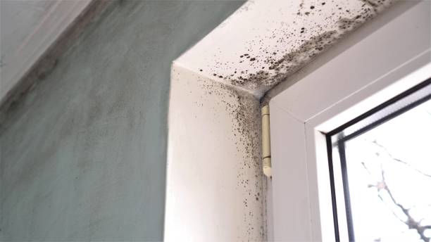 Best Best Mold Removal Companies  in Steger, IL