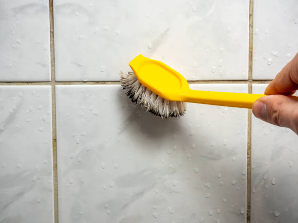 Best Black Mold Removal  in Steger, IL