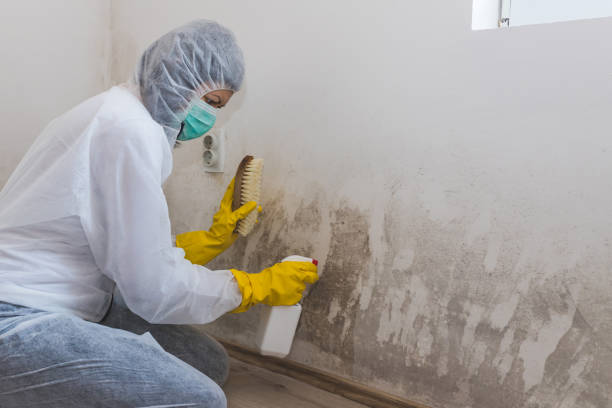 Best Mold Removal Near Me  in Steger, IL