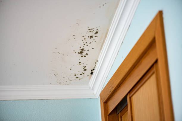 Best Fast Mold Removal  in Steger, IL