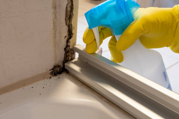 Mold Removal Process in Steger, IL
