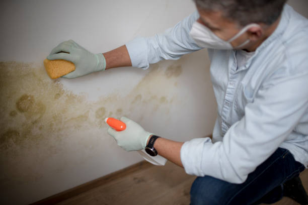 Best Home Mold Removal  in Steger, IL