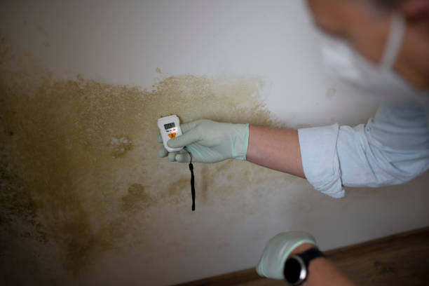 Best Certified Mold Removal  in Steger, IL