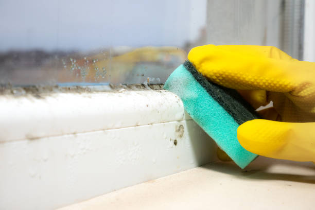 Steger, IL Mold Removal Company