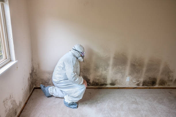 Best Mold Damage Repair  in Steger, IL