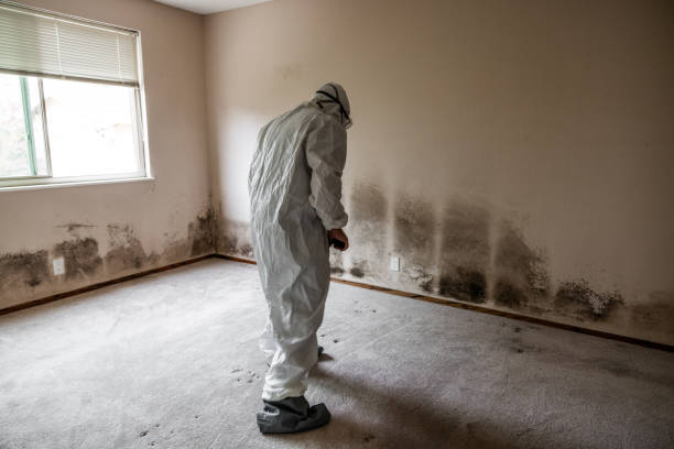 Best Residential Mold Removal  in Steger, IL