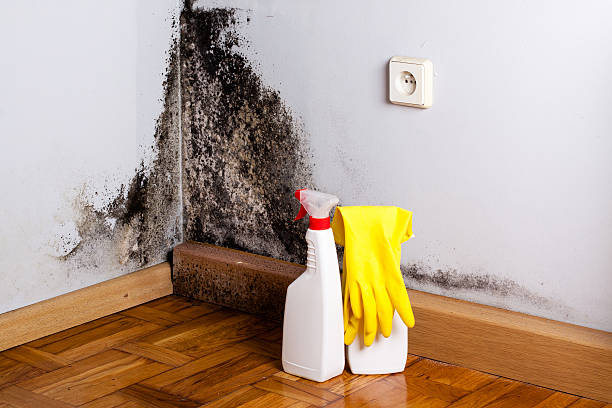 Best Mold Removal Company Near Me  in Steger, IL