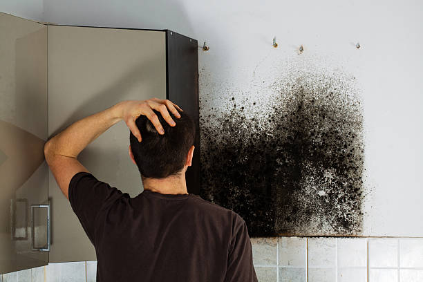 Best Professional Mold Removal  in Steger, IL