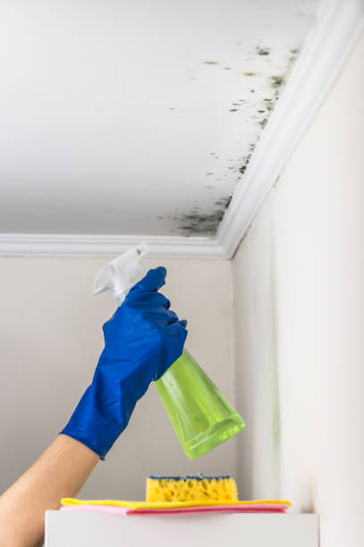 Best Commercial Mold Removal  in Steger, IL